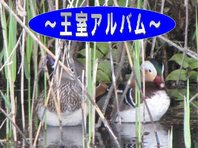 osidori02.JPG