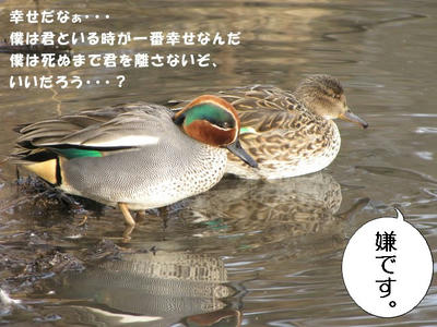 kogamo04.JPG