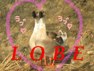 gachou06.JPG