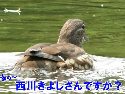 osidori09.jpg
