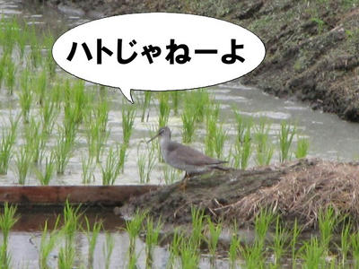 kiasisigi01.JPG