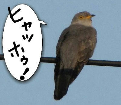 kakkou01.jpg