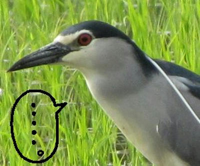 goisagi02.jpg