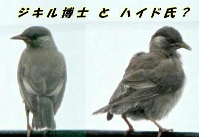 mukudori02.JPG