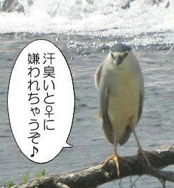 goisagi04.jpg