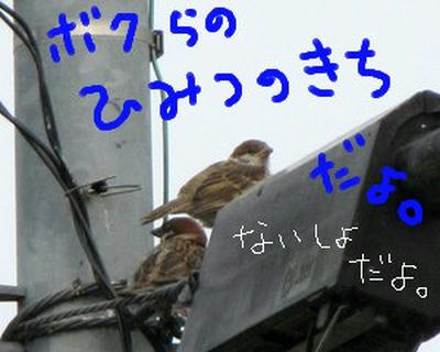suzume-hina.JPG