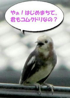 komukudori01.jpg