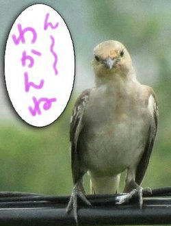 komukudori02.jpg