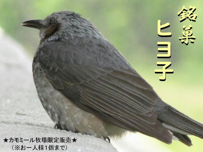 hiyodori01.jpg