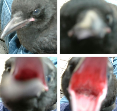 kuro02.png