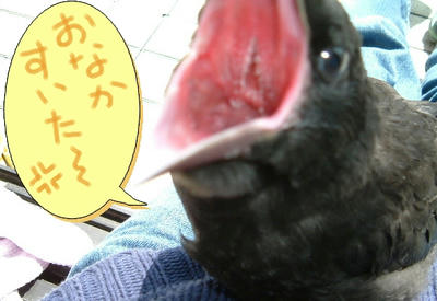 kuro02.jpg
