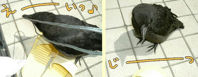 kuro04.jpg