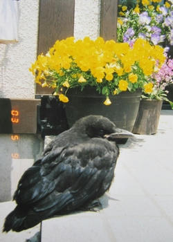 kuro05.jpg