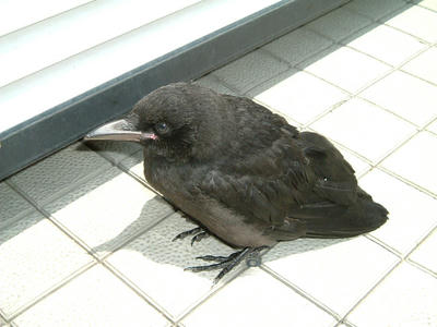 kuro00.jpg