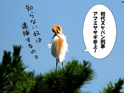 amasagi01.jpg