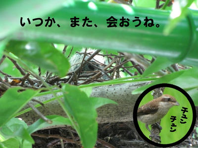 kijibato08.jpg