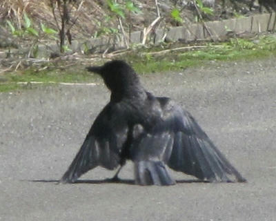karasu01.jpg