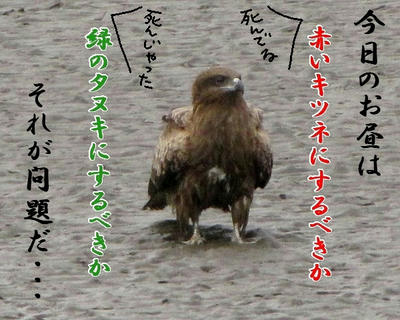 tonbi01.JPG