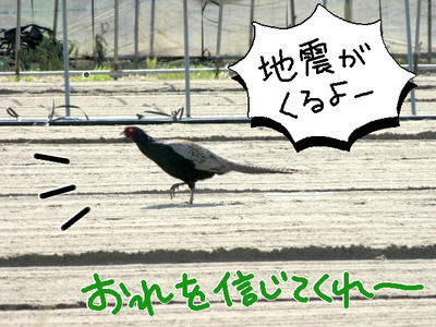 kiji02.jpg