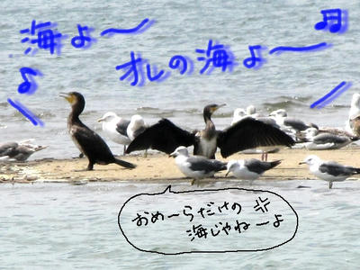 umiu.jpg