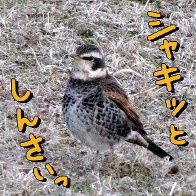 tugumi02.jpg