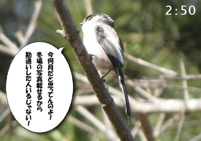 enaga01.jpg