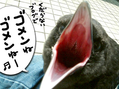 kuro10.jpg