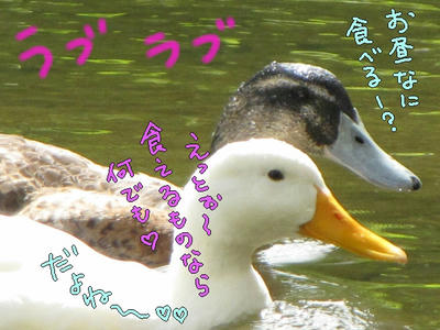 ahiru15.jpg