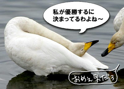 hakuchou06.jpg