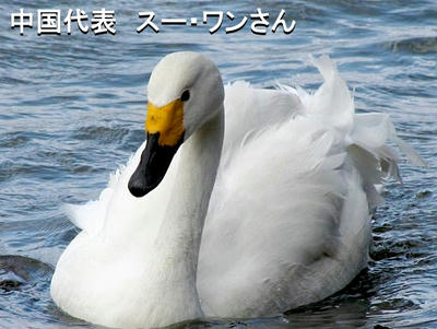 hakuchou07.jpg