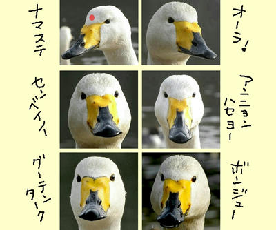 hakuchou09.jpg