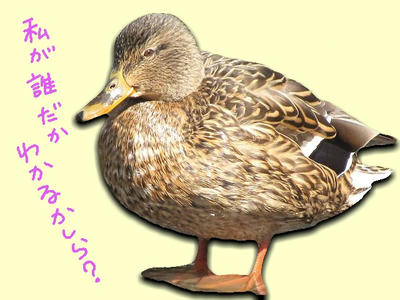 magamo06.jpg