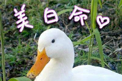 ahiru18.jpg