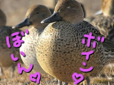 onagamo16.JPG