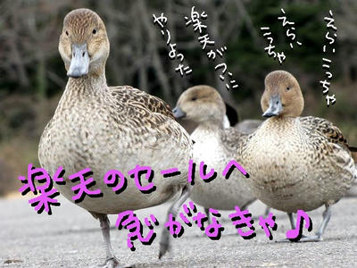 onagamo21.JPG