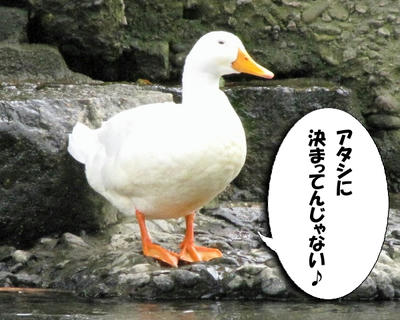 miss_ahiru02.jpg