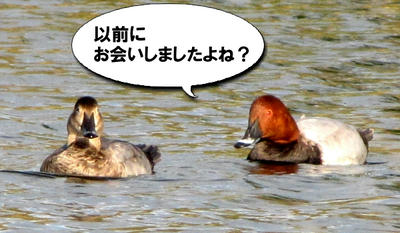 hosihajiro02.jpg
