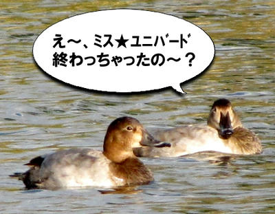 hosihajiro03.jpg