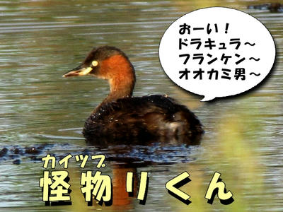 kaituburi01.jpg