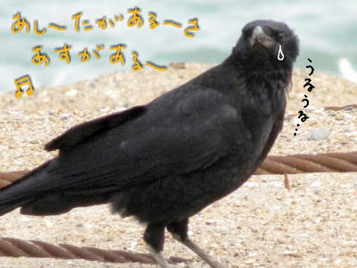 karasu03.jpg