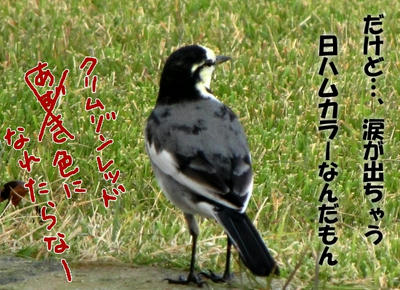 haku_sekirei05.jpg