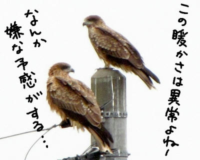 tonbi.jpg