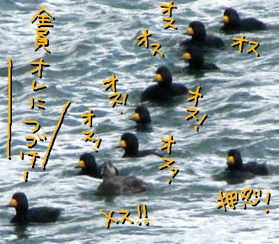kurogamo04.jpg
