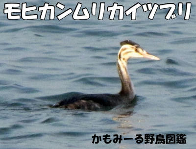 kanmuri01.jpg