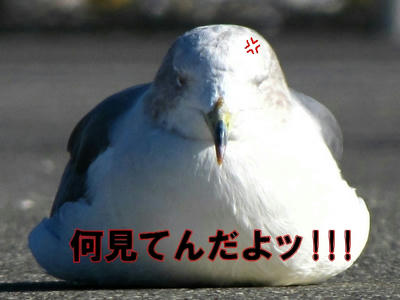 umineko01.jpg