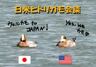 ame_hidori01.jpg