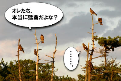 tonbi06.jpg