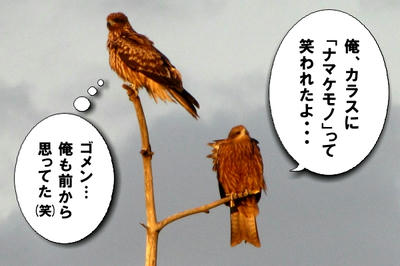 tonbi07.jpg