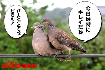 kijibato.jpg