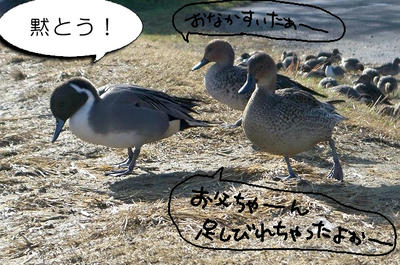 onagamo20.jpg